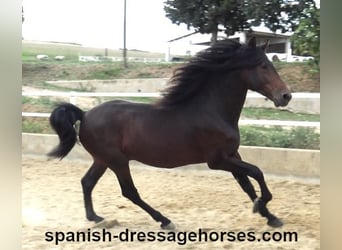 PRE Mix, Stallion, 3 years, 16,1 hh, Bay-Dark