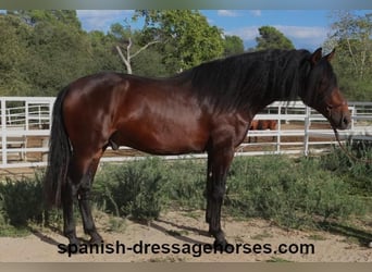 PRE Mix, Stallion, 3 years, 16,1 hh, Bay-Dark