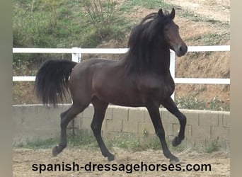 PRE Mix, Stallion, 3 years, 16,1 hh, Bay-Dark