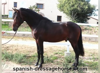 PRE Mix, Stallion, 3 years, 16,1 hh, Bay-Dark