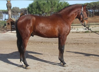 PRE, Stallion, 3 years, 16.1 hh, Bay