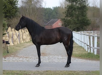 PRE, Stallion, 3 years, 16.1 hh, Black