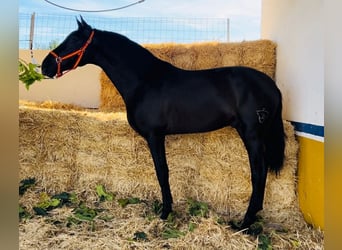 PRE, Stallion, 3 years, 16.1 hh, Black