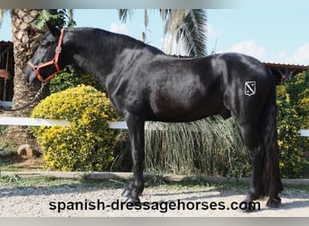 PRE Mix, Stallion, 3 years, 16,1 hh, Black