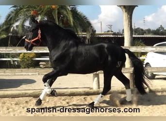 PRE Mix, Stallion, 3 years, 16,1 hh, Black