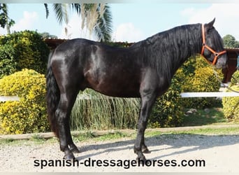 PRE Mix, Stallion, 3 years, 16,1 hh, Black