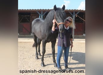 PRE Mix, Stallion, 3 years, 16,1 hh, Black