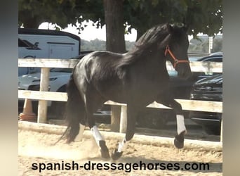 PRE Mix, Stallion, 3 years, 16,1 hh, Black