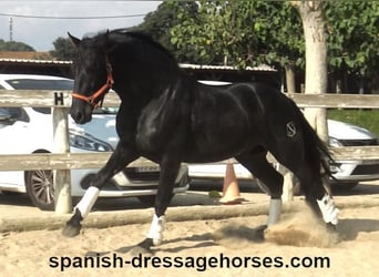 PRE Mix, Stallion, 3 years, 16,1 hh, Black