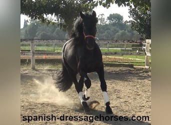 PRE Mix, Stallion, 3 years, 16,1 hh, Black