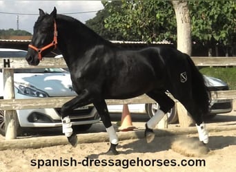 PRE Mix, Stallion, 3 years, 16,1 hh, Black