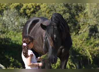 PRE, Stallion, 3 years, 16.1 hh, Black