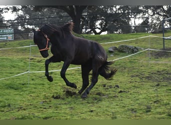 PRE, Stallion, 3 years, 16.1 hh, Black