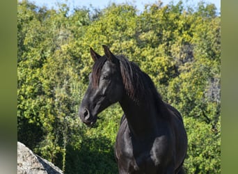 PRE, Stallion, 3 years, 16.1 hh, Black