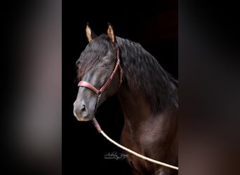 PRE, Stallion, 3 years, 16,1 hh, Black