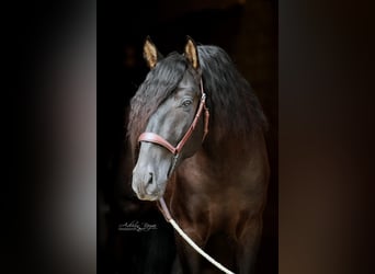 PRE, Stallion, 3 years, 16,1 hh, Black