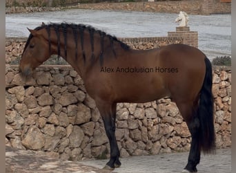 PRE Mix, Stallion, 3 years, 16.1 hh, Brown