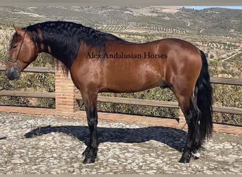 PRE Mix, Stallion, 3 years, 16,1 hh, Brown