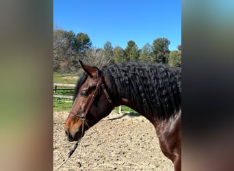 PRE Mix, Stallion, 3 years, 16,1 hh, Brown