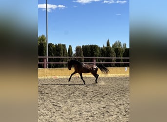 PRE Mix, Stallion, 3 years, 16.1 hh, Brown