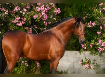 PRE Mix, Stallion, 3 years, 16.1 hh, Brown
