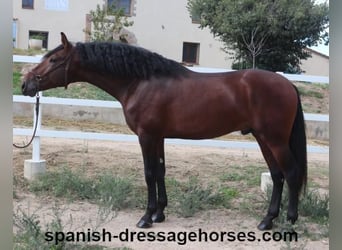 PRE Mix, Stallion, 3 years, 16,1 hh, Brown