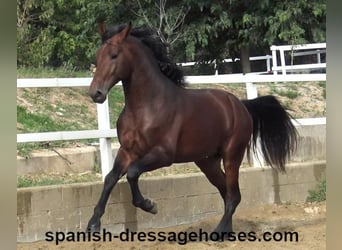 PRE Mix, Stallion, 3 years, 16,1 hh, Brown