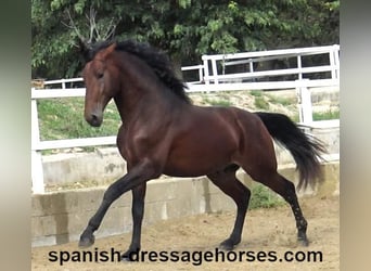 PRE Mix, Stallion, 3 years, 16,1 hh, Brown