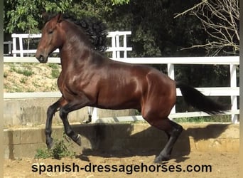 PRE Mix, Stallion, 3 years, 16,1 hh, Brown