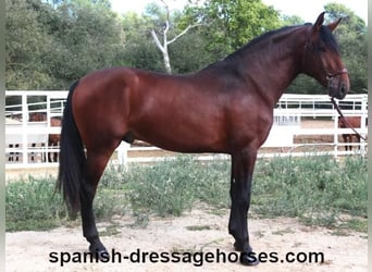 PRE Mix, Stallion, 3 years, 16,1 hh, Brown