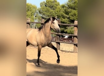 PRE, Stallion, 3 years, 16.1 hh, Buckskin PRE, Stallion, 3 years, 16.1 hh, Buckskin