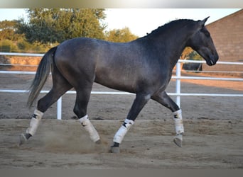 PRE, Stallion, 3 years, 16.1 hh