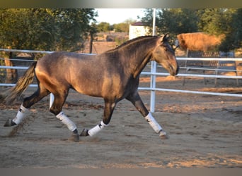 PRE, Stallion, 3 years, 16.1 hh