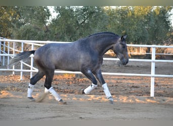PRE, Stallion, 3 years, 16.1 hh