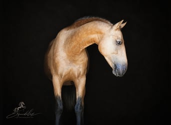 PRE Mix, Stallion, 3 years, 16.1 hh