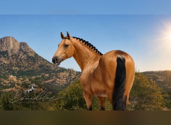 PRE Mix, Stallion, 3 years, 16.1 hh