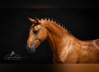 PRE Mix, Stallion, 3 years, 16.1 hh