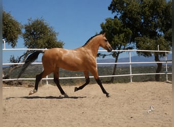 PRE Mix, Stallion, 3 years, 16.1 hh