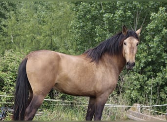 PRE, Stallion, 3 years, 16.1 hh, Dun