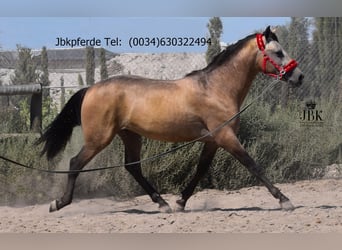 PRE, Stallion, 3 years, 16.1 hh, Dun