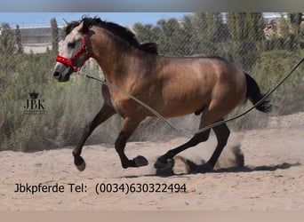 PRE, Stallion, 3 years, 16.1 hh, Dun