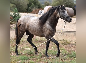 PRE, Stallion, 3 years, 16.1 hh, Dun