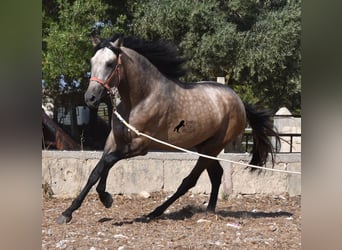 PRE, Stallion, 3 years, 16.1 hh, Dun