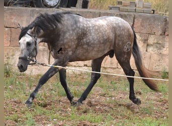 PRE, Stallion, 3 years, 16.1 hh, Dun