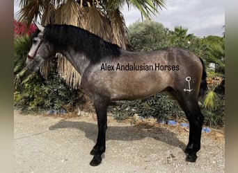 PRE Mix, Stallion, 3 years, 16,1 hh, Gray