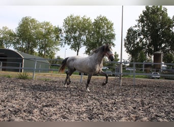 PRE Mix, Stallion, 3 years, 16.1 hh, Gray-Dapple