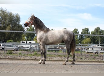 PRE Mix, Stallion, 3 years, 16.1 hh, Gray-Dapple