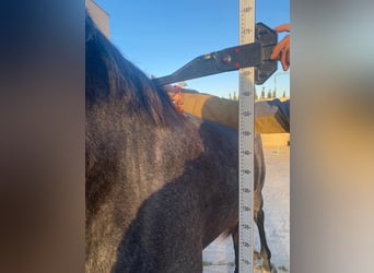 PRE, Stallion, 3 years, 16,1 hh, Gray