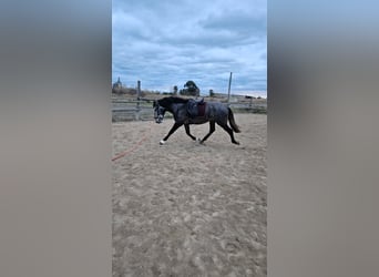 PRE, Stallion, 3 years, 16,1 hh, Gray