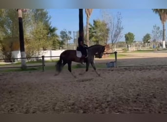 PRE Mix, Stallion, 3 years, 16,1 hh, Gray